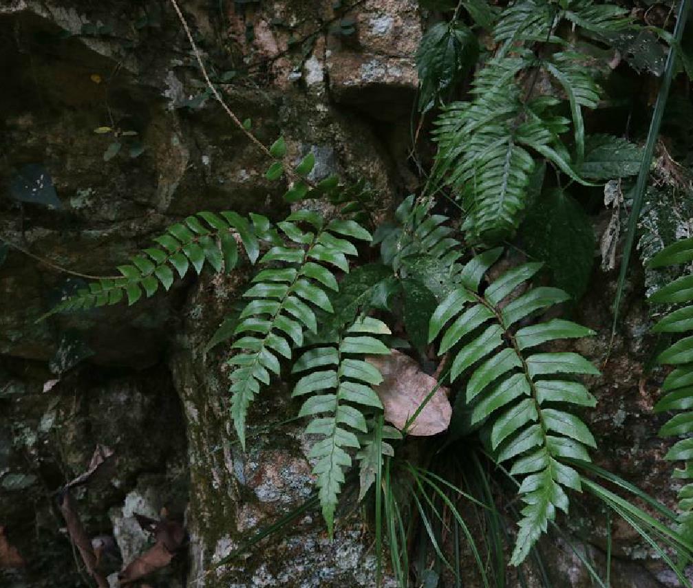  p>鞭叶蕨是鞭叶蕨属下一物种.植株高28-48厘米.