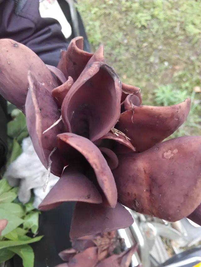  p>形态特征:子囊盘中等至大型,自地下菌核上发生,有一共同的菌柄,有