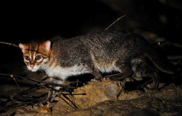  p>扁头豹猫(学名: i>prionailurus planiceps /i>):或简称扁头猫,是