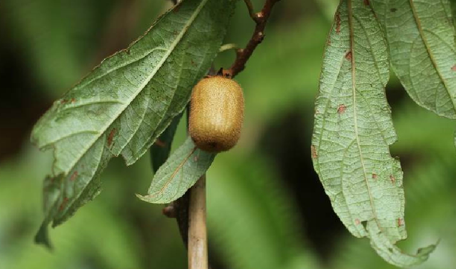  p>长叶猕猴桃(学名: i>actinidia hemsleyana /i> dunn.