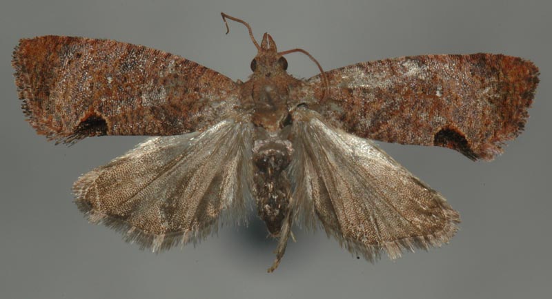 荔枝异型小卷蛾