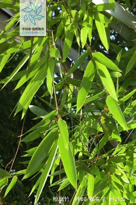  p>粉单竹(学名: i>bambusa chungii /i> mcclure)是禾本科,簕竹属 a