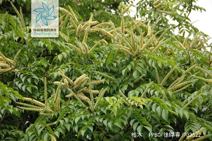  p>格木(拉丁文名: i>erythrophleum fordii /i> oliv.