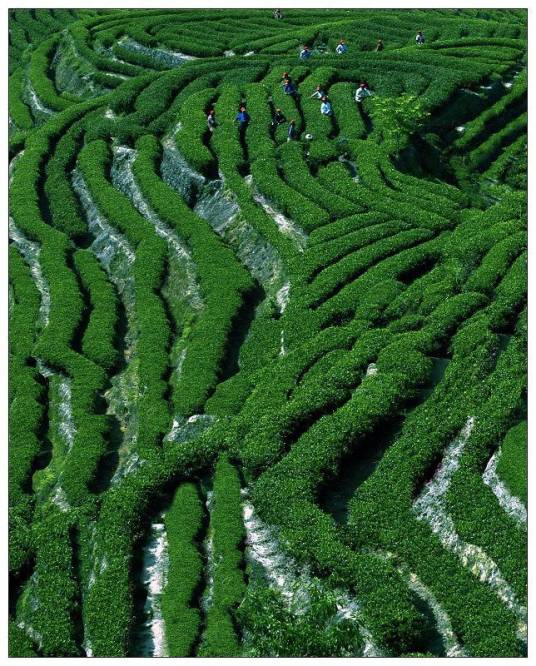 中茶（中国的茶业）_百度百科