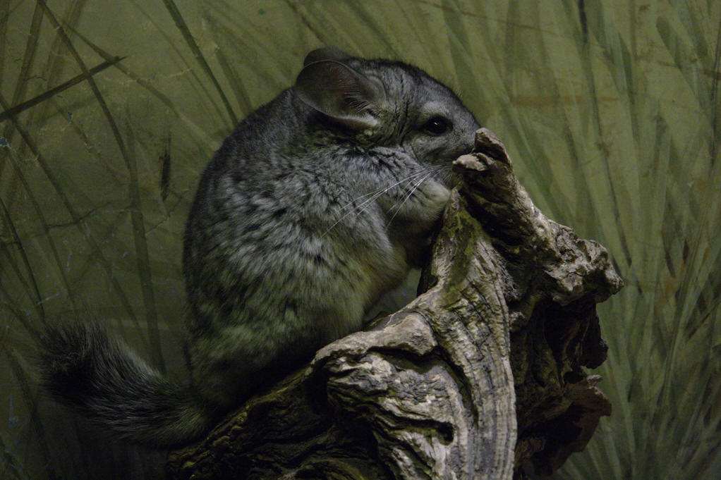  p> a target="_blank" href="/item/毛丝鼠/3032766" data-lemmaid="