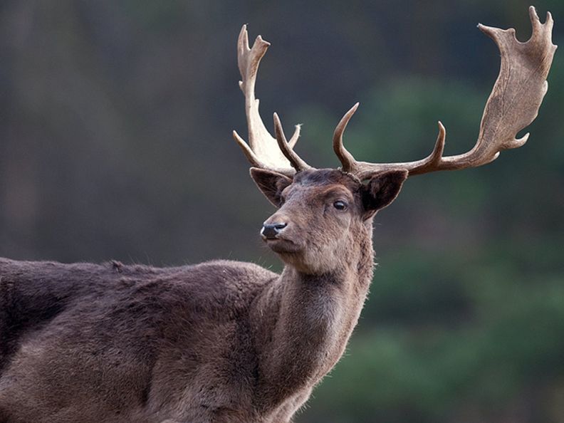  p>黇鹿(学名: i>dama dama /i>):是鹿科的一种 a href="#">反刍动物 