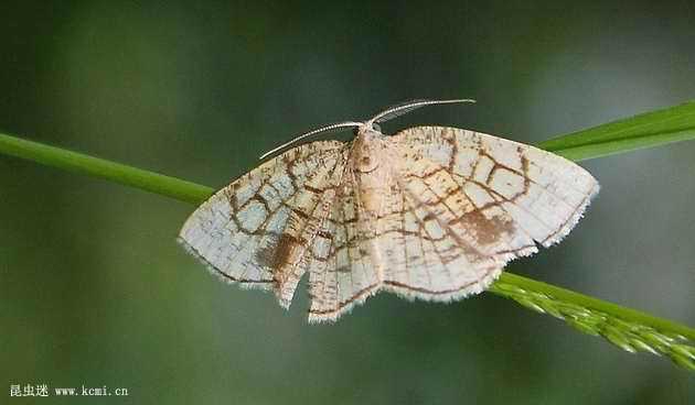  p>前翅长14mm.雄触角双栉形,末端约1/3无栉齿.下唇须短小细弱.