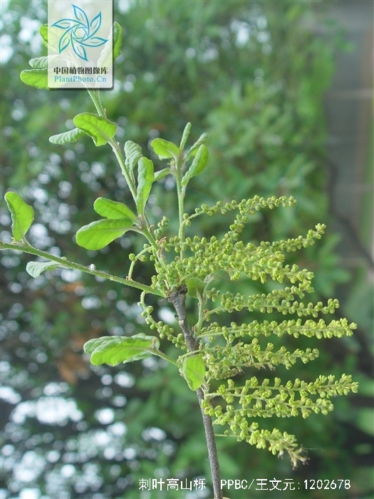  p>刺叶高山栎(学名: i>quercus spinosa /i> david ex franch.