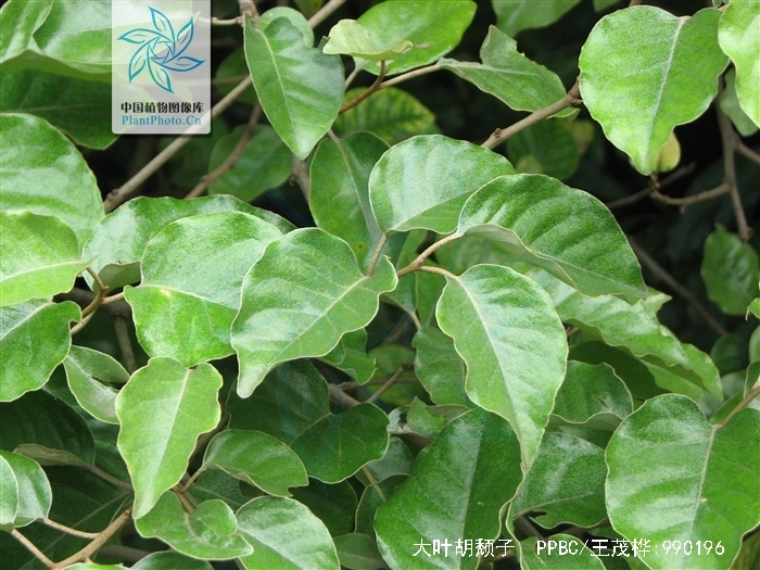  p>大叶胡颓子又称圆叶胡颓子,是属于 a href="#" data-lemmaid="