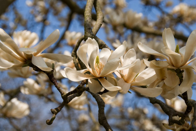  p>武当玉兰(学名: i>yulania sprengeri /i> (pampanini) d. l.