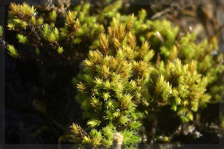  p>小叶苔属是叉苔目,小叶苔科下的一个属. /p>