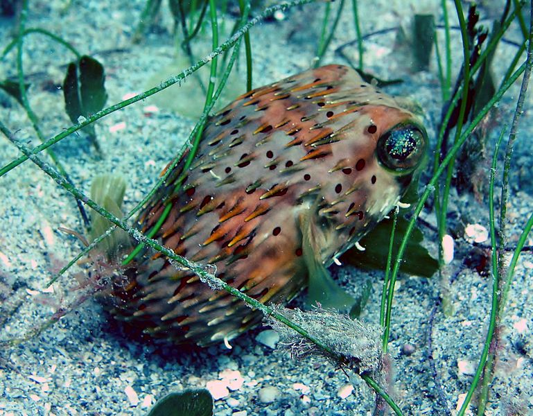  p> b>六斑刺鲀 /b>(学名: i>diodon holocanthus /i>)是二齿鲀科