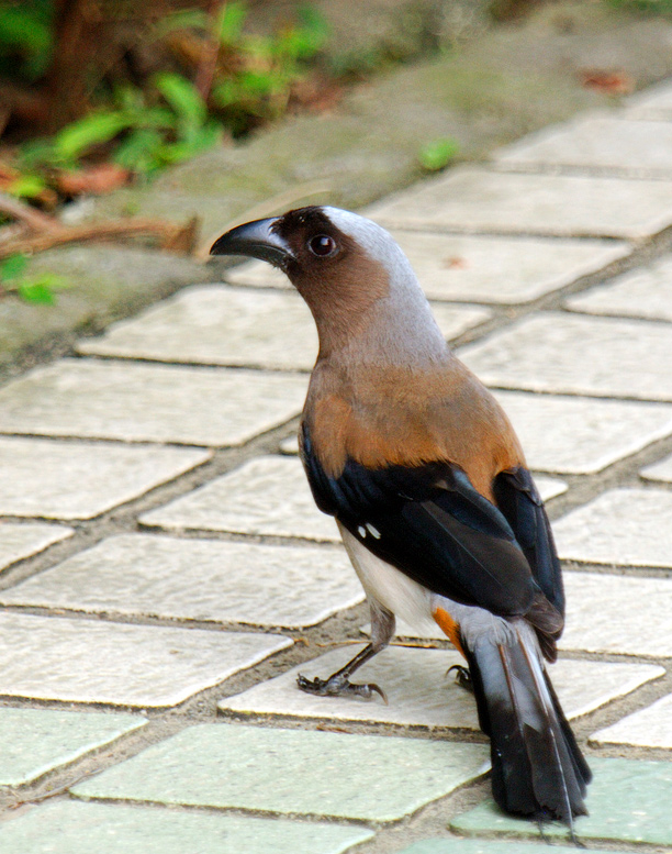  p>灰树鹊(学名: i>dendrocitta formosae /i>)中型鸟类,体长多为31