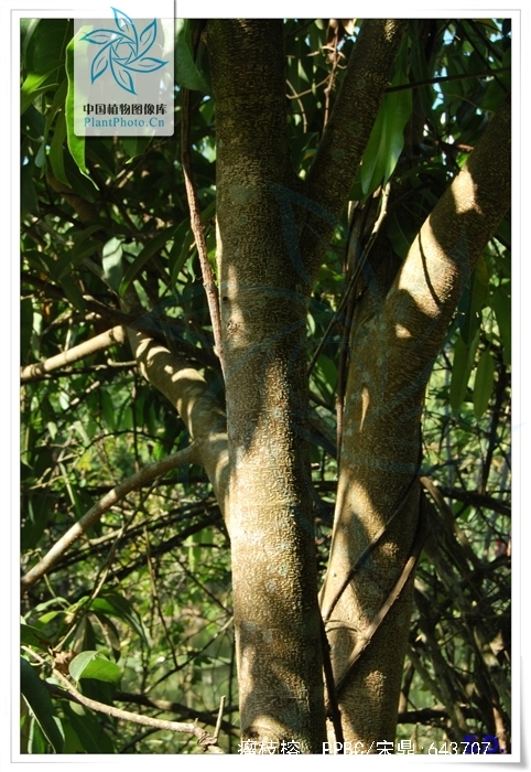  p> b>瘤枝榕 /b>(学名: i>ficus maclellandi /i>)是桑科榕属植物.