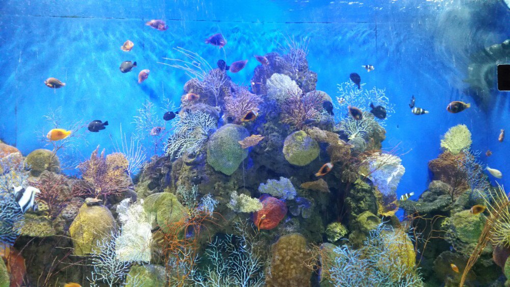  p>龙门海洋馆位于千年帝都洛阳市 a target="_blank" href="/item