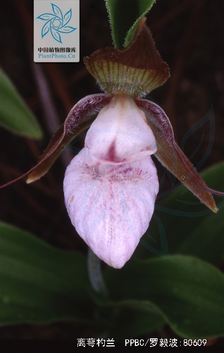  p>离萼杓兰(学名: i>cypripedium plectrochilum  /i> franch.