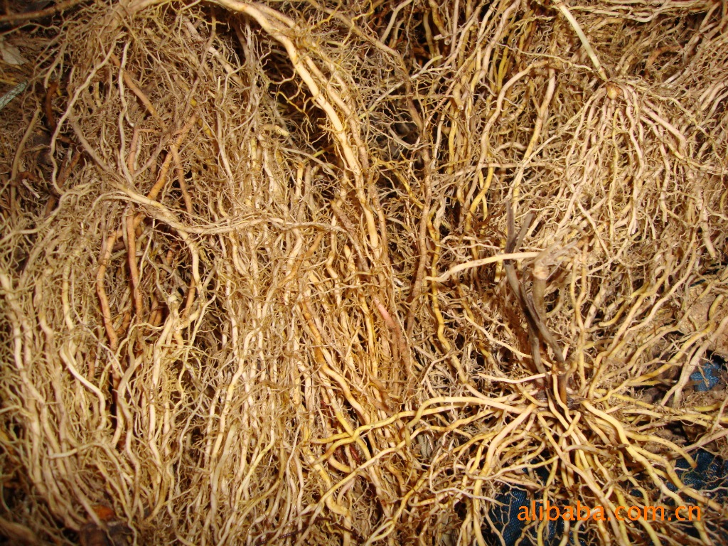  p>伸筋草,又名狮子草,舒筋草.为石松科植物石松的干燥全草.