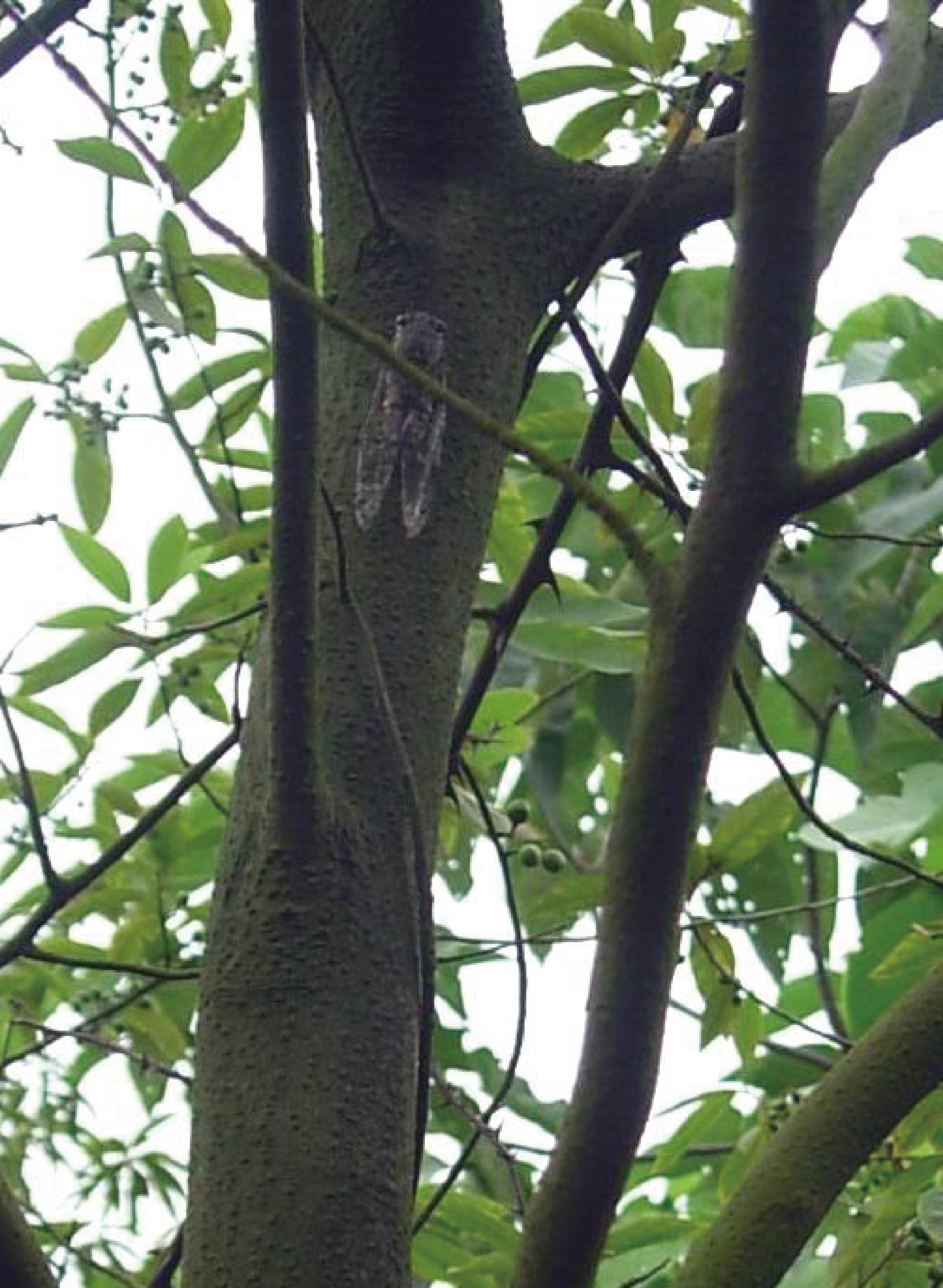  p>伏了,读音fú liao, a target="_blank" href="/item/蝉/1957"