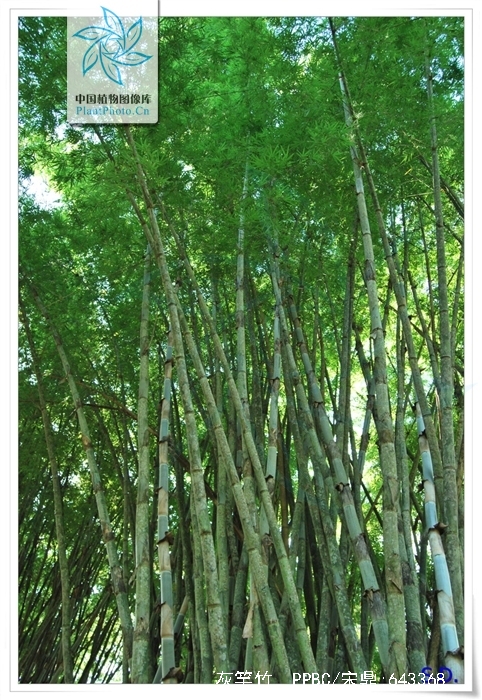  p>灰竿竹(学名: i>bambusa polymorpha /i> munro)是禾本科,簕竹属