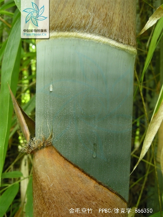  p> a href="#" data-lemmaid="2432336">金毛空竹 /a>,拉丁文名:ceph