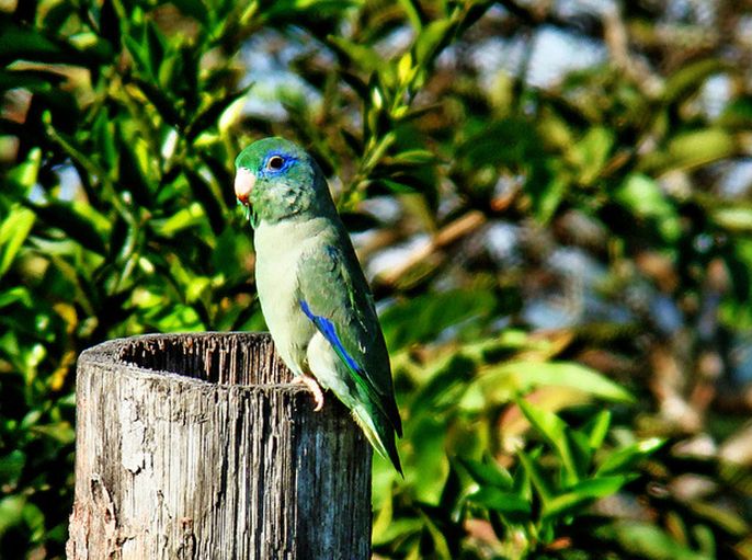  p>眼镜鹦哥(学名:forpus conspicillatus)是一种小鹦鹉,体羽主要是