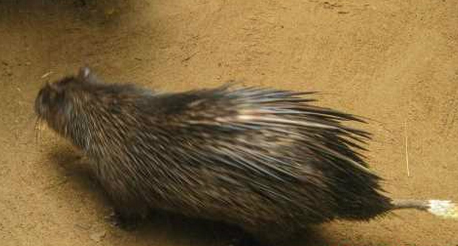  p>非洲帚尾豪猪(学名: i>atherurus africanus /i>):小型 a href="#"