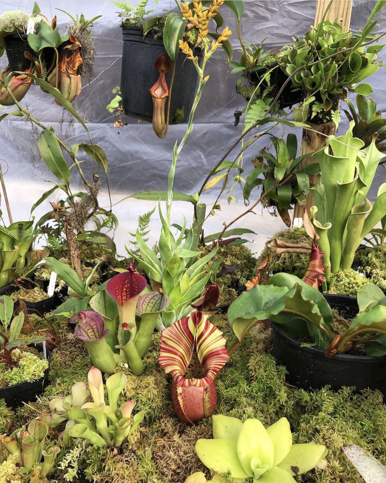  p> b>维奇猪笼草(nepenthes veitchii) /b>原产于婆罗洲.