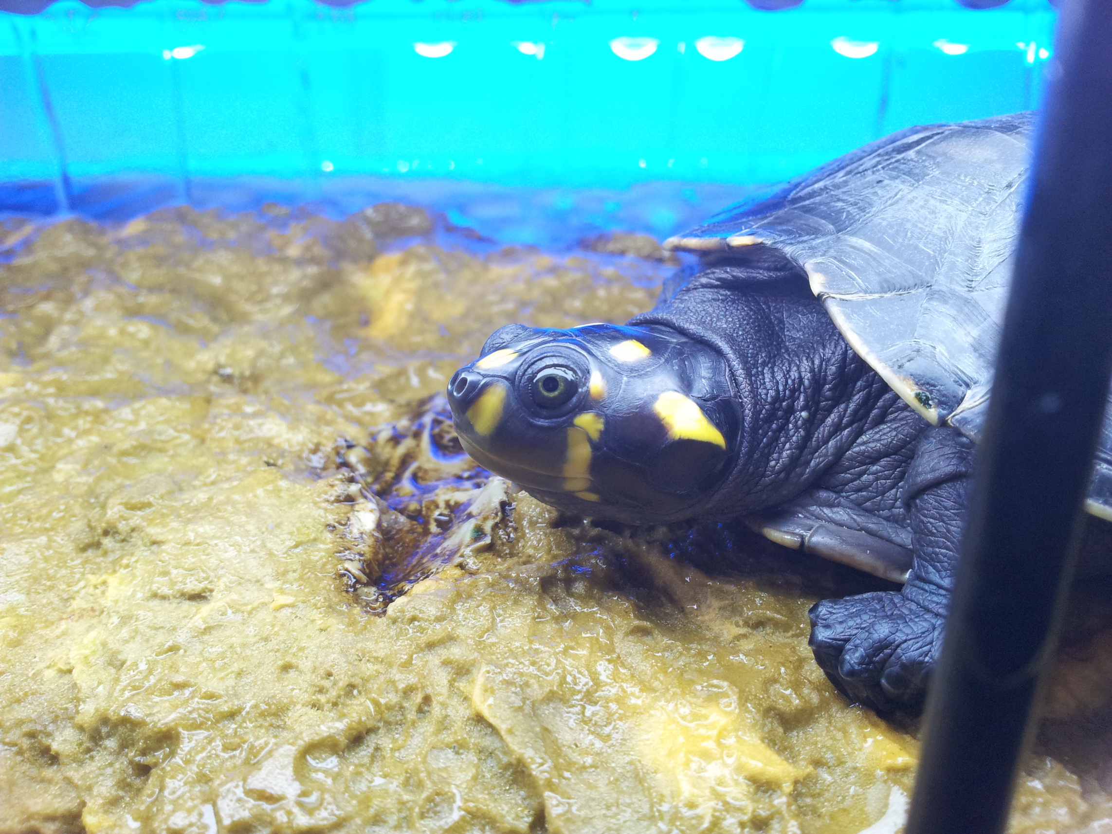  p>黄头侧颈龟(学名: i>podocnemis unifilis /i>)是侧颈龟科,南美侧