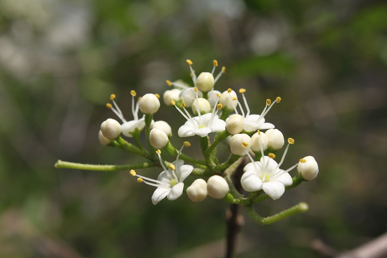  p>鞘柄木是 a target="_blank" href="/item/鞘柄木属/8494484" data