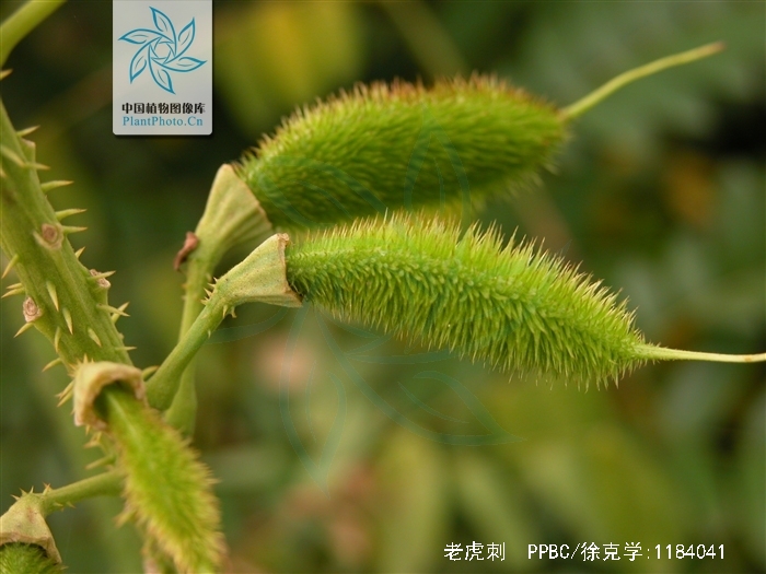 豆科老虎刺属木质藤本或攀援性灌木,高10米.