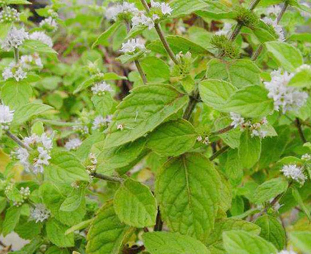 rabdosia pluriflora c. y. wu