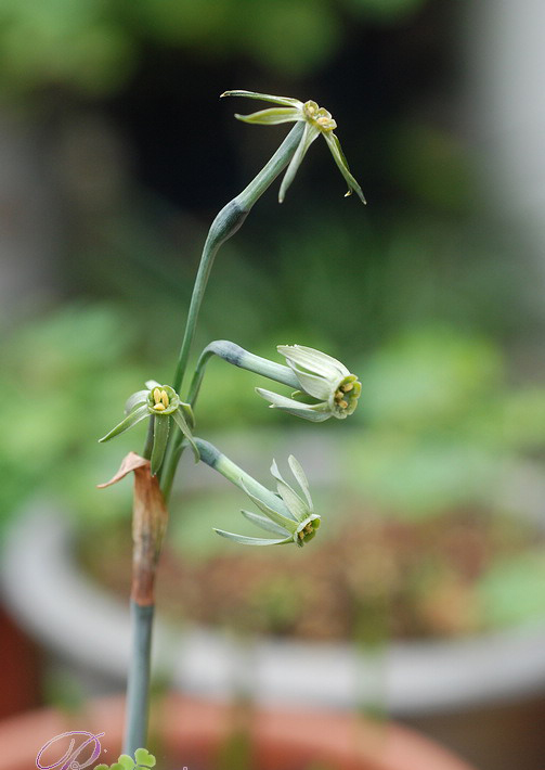  p>绿花水仙(学名: i>narcissus viridiflorus /i> schousb.