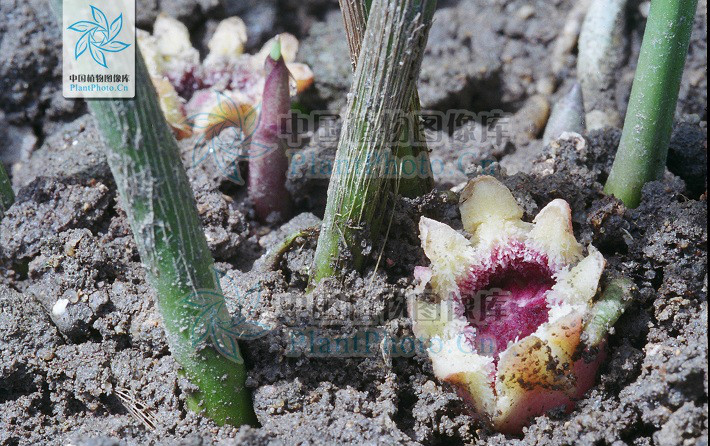  p>流苏蜘蛛抱蛋 i>(学名:aspidistra fimbriata f. t. wang et k. y.