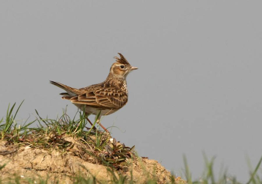 小云雀华南亚种