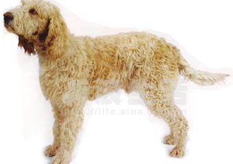 大型旺代卷毛犬