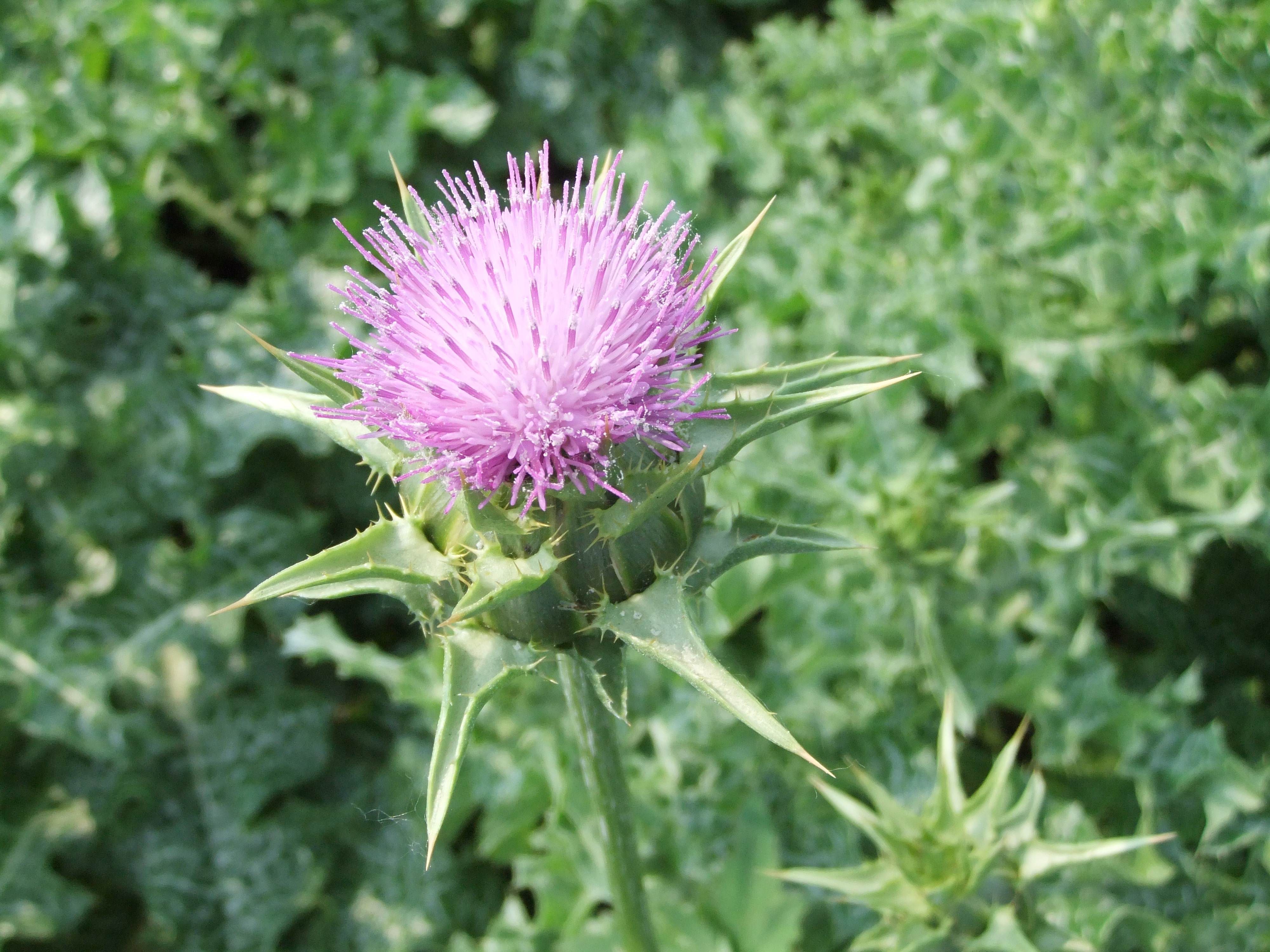  p>蓟(学名: i>cirsium japonicum /i> fisch. ex dc.