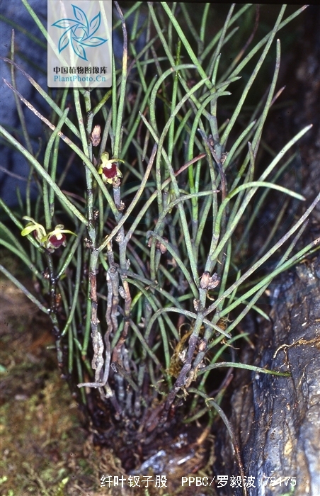  p> b>纤叶钗子股 /b>(学名: b> i>luisia hancockii /i> /b>),为兰科