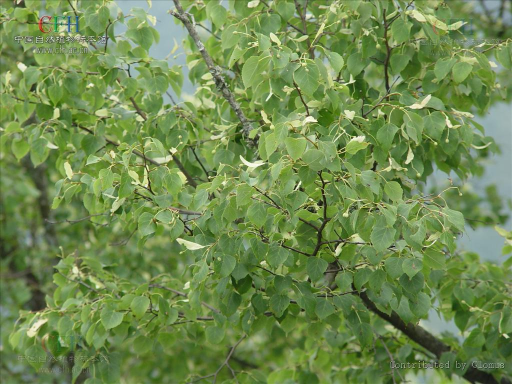 椴树