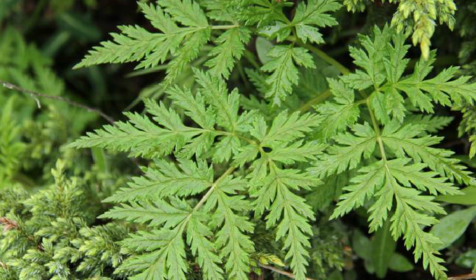  p>羌活属(学名:notopterygium)是伞形科下的一个属,为多年生草本植物