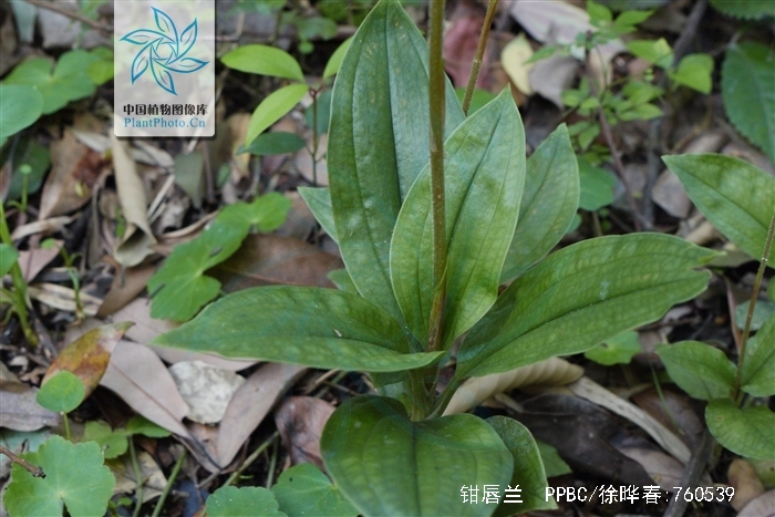 erythrodes blumei (lindl.) schltr.