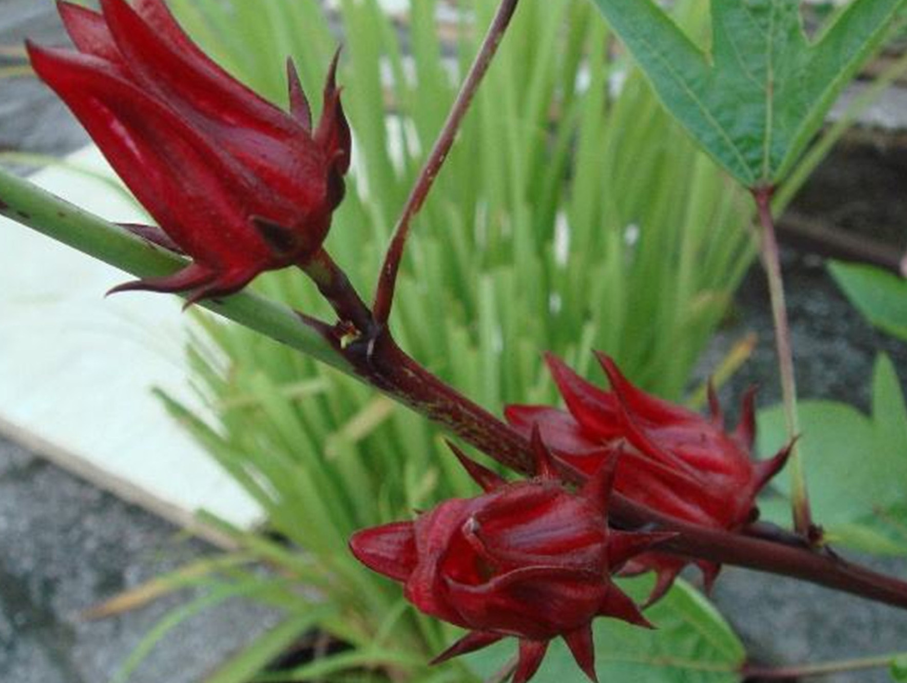  p>洛神葵(学名玫瑰茄 i>hibiscus sabdariffa linn.