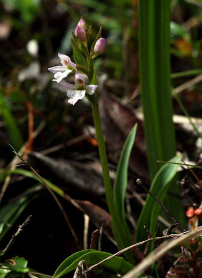  p>台湾无柱兰(学名: i>amitostigma alpestre  /i> fukuyama):植株高