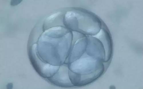 三维成像告诉你：胚胎植入之初，小鼠子宫内发生了哪些变化？_百科TA说