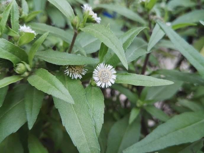 是菊科,鳢肠属一年生 a target="_blank" href="/item/草本/541696"
