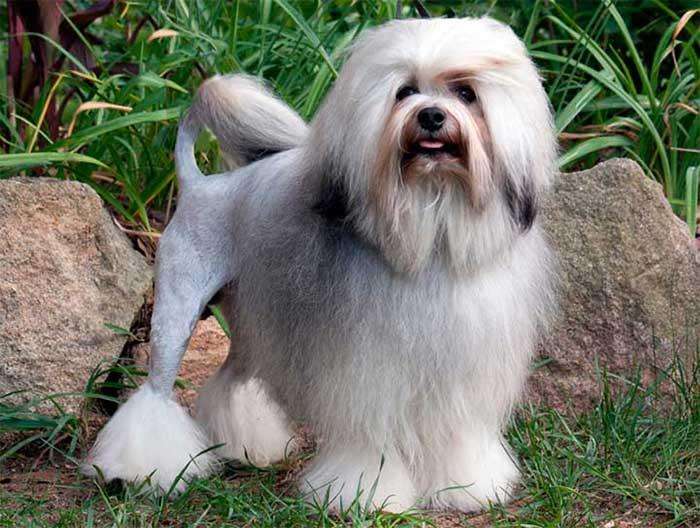 布鲁塞尔粗毛猎犬