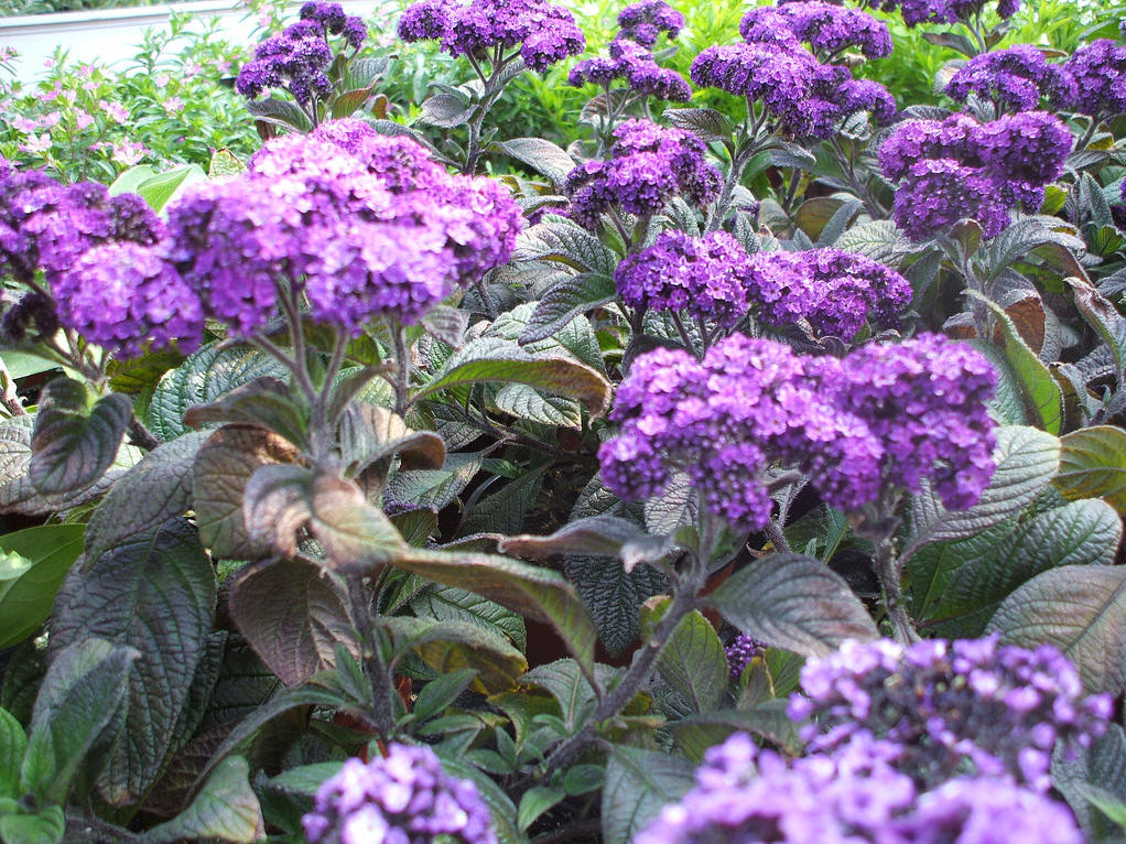  p> a href="#" data-lemmaid="3979500">天芥菜 /a>(学名