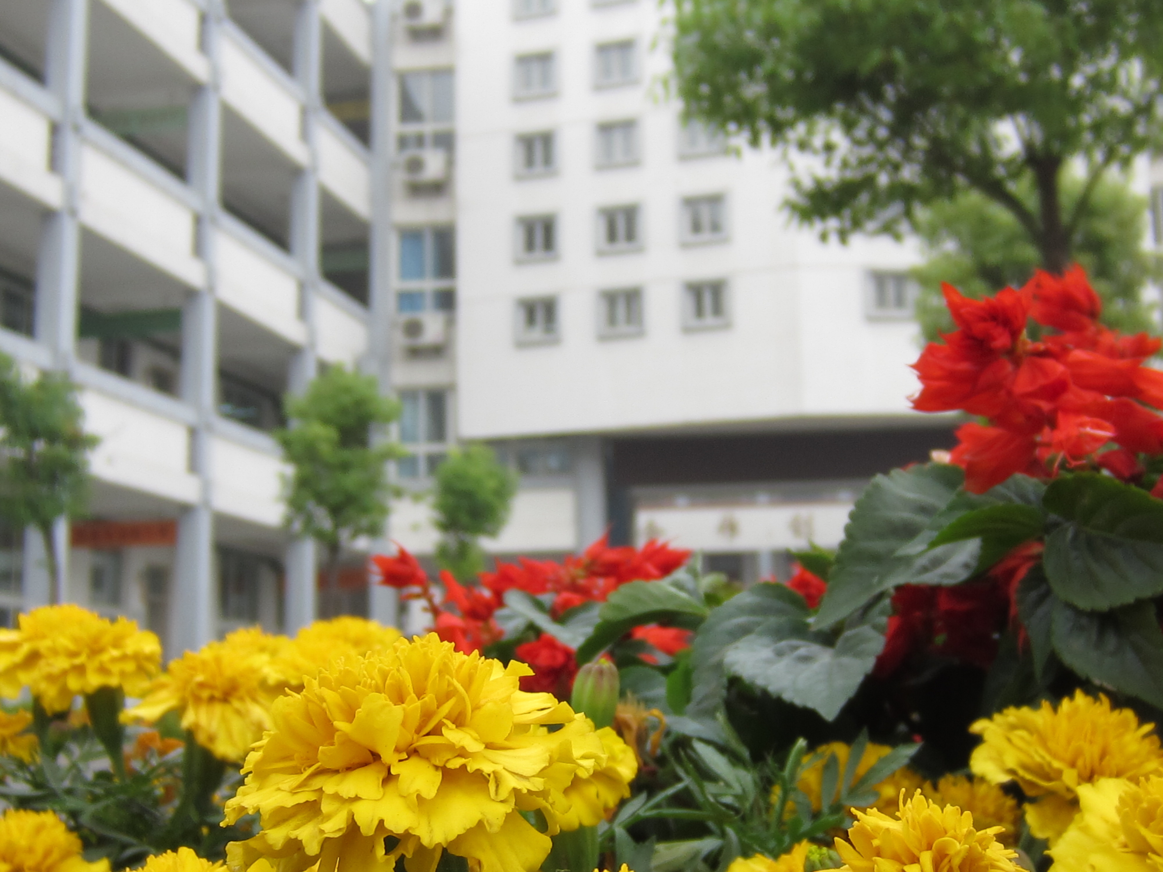 徐州市鼓楼小学