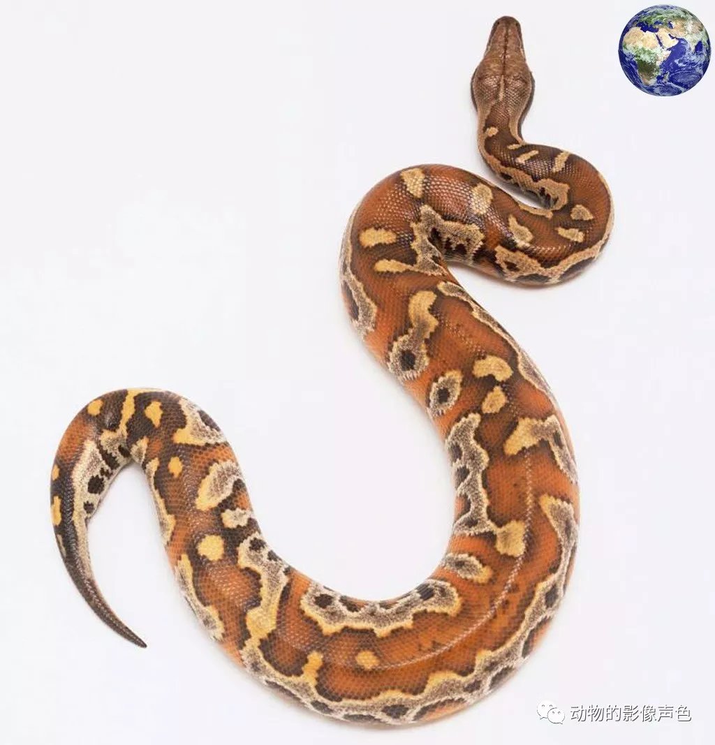 血蟒——听着名字霸气，实际上却是弱势群体_百科TA说
