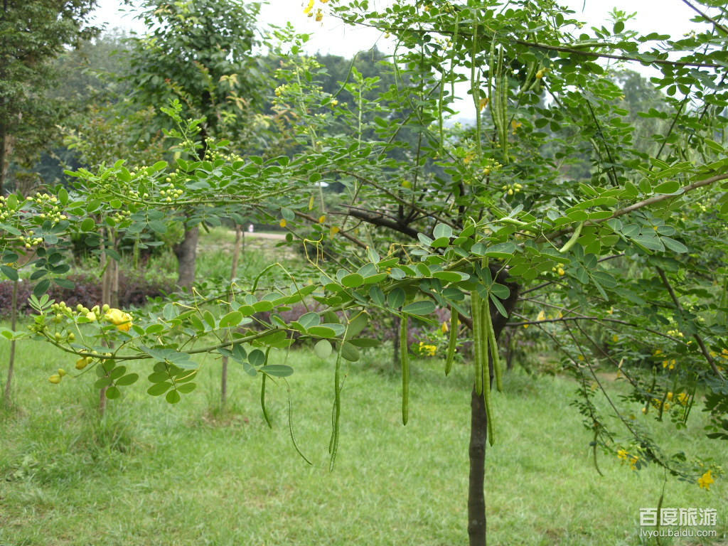 data-lemmaid="32356">西江 /a>干流第二大支流,黔,桂水上交通要道