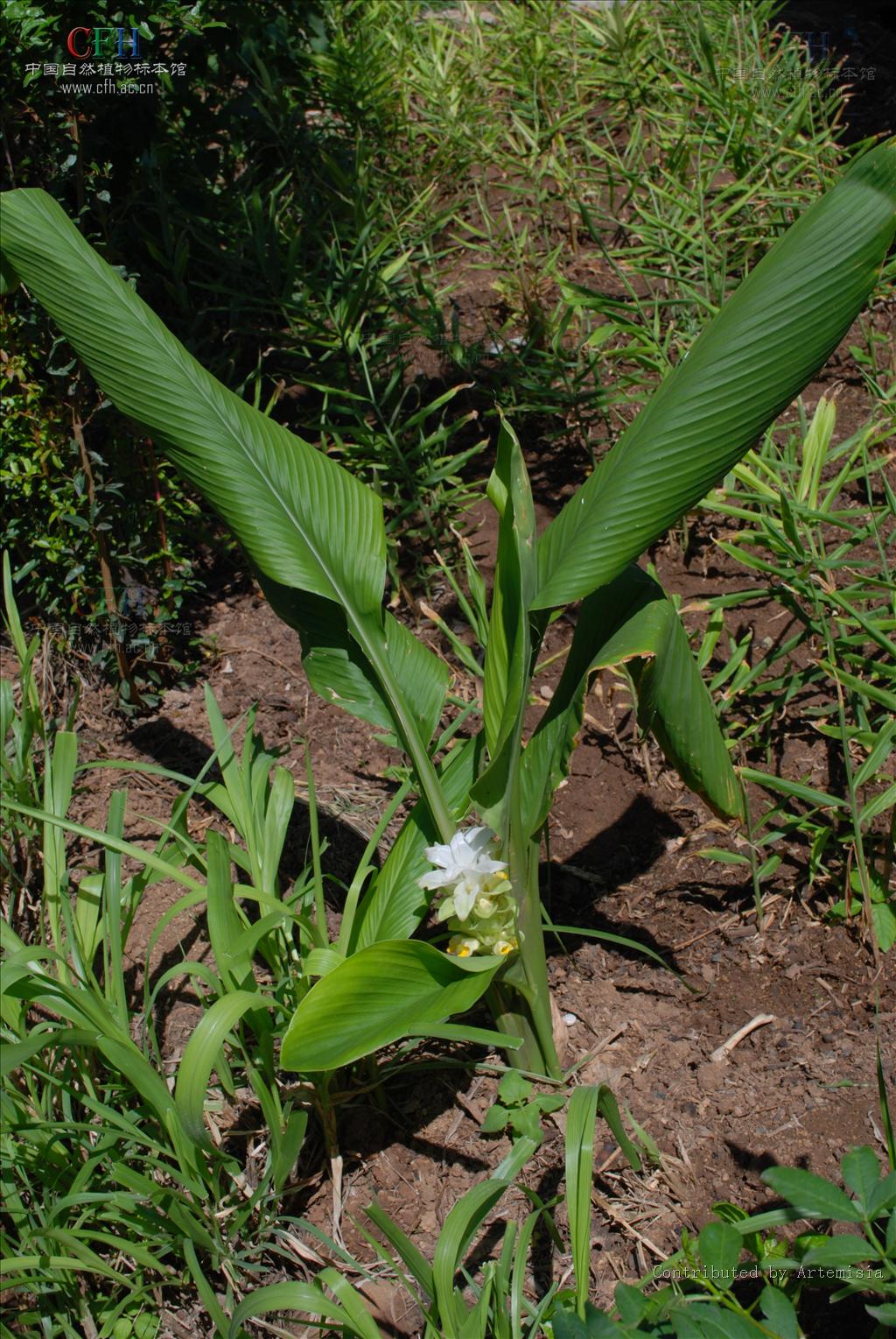 为姜科植物 a target="_blank" href="/item/温郁金curcuma rcenyujin